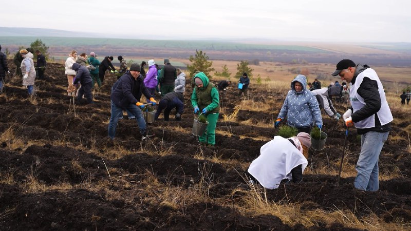 В Саратовской области осенью высадили 1,8 тысячи гектаров новых лесов